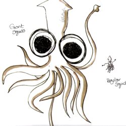 Squid Drawing Detailed Sketch