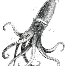 Squid Drawing Image