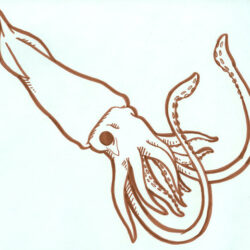 Squid Drawing Photo