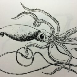 Squid Drawing Picture