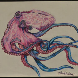 Squid Drawing Professional Artwork