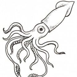 Squid Drawing Realistic Sketch