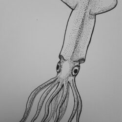 Squid Drawing Sketch