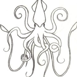 Squid Drawing Stunning Sketch