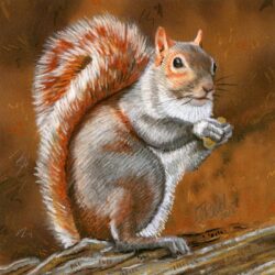 Squirrel Drawing Amazing Sketch