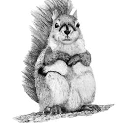 Squirrel Drawing Art