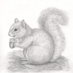 Squirrel Drawing Creative Style