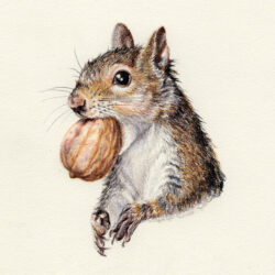 Squirrel Drawing Fine Art