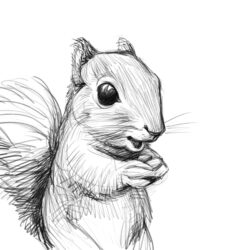 Squirrel Drawing Hand Drawn