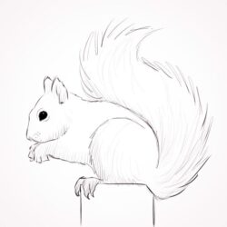 Squirrel Drawing Hand Drawn Sketch