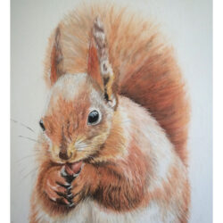 Squirrel Drawing Image