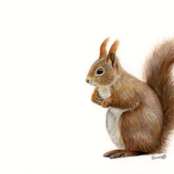 Squirrel Drawing Modern Sketch