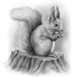 Squirrel Drawing Photo