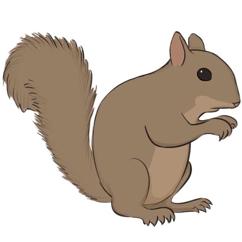 Squirrel Drawing Realistic Sketch
