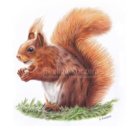 Squirrel Drawing Unique Art