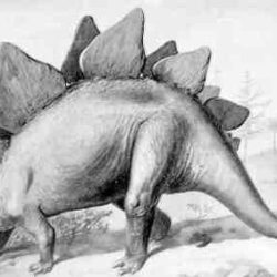 Stegosaurus Drawing