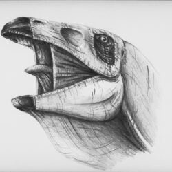 Stegosaurus Drawing Hand Drawn