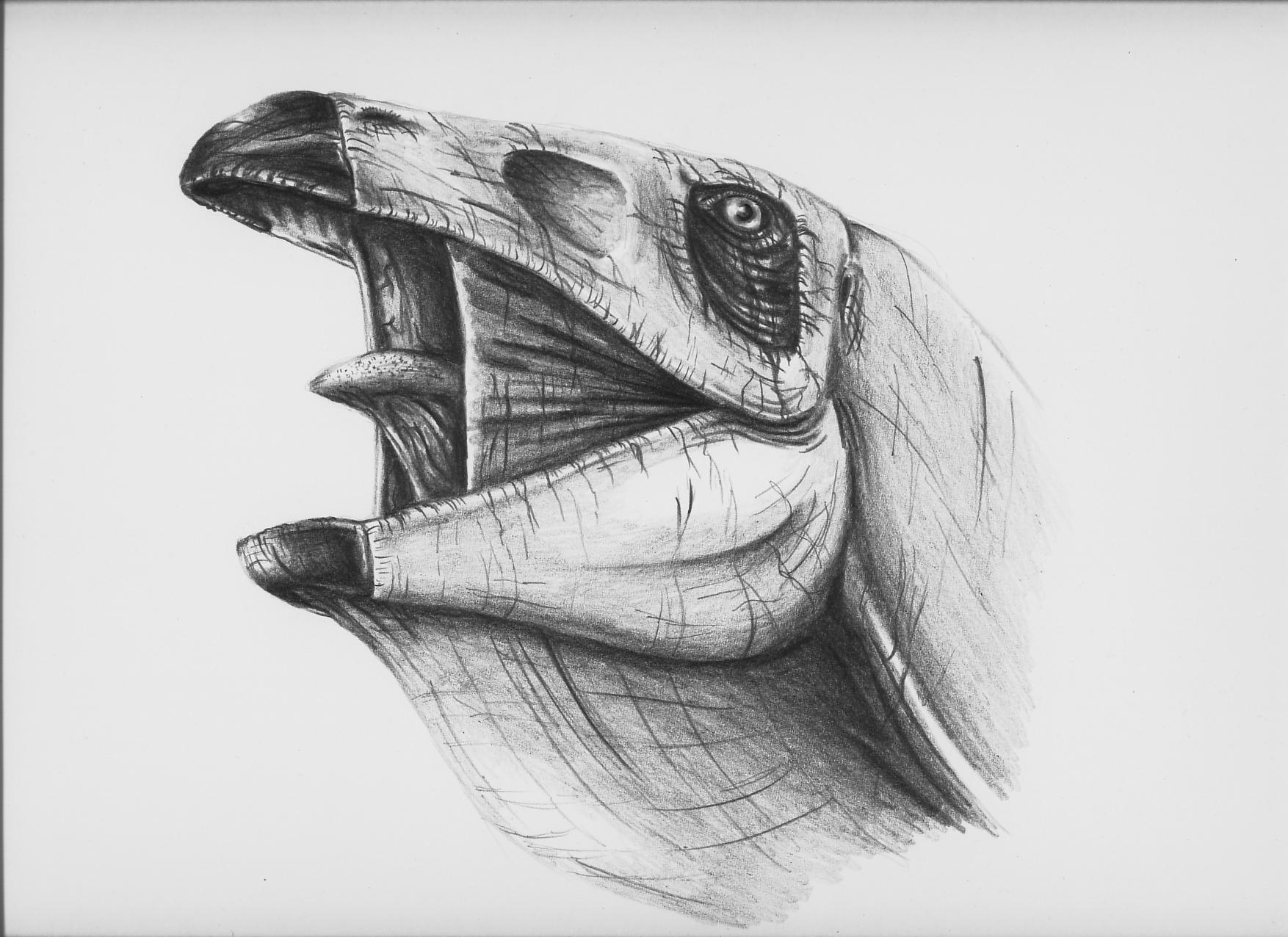 Stegosaurus Drawing Hand Drawn