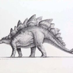 Stegosaurus Drawing Modern Sketch