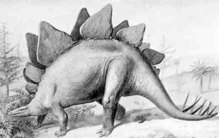 Stegosaurus Drawing