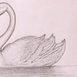 Swan Drawing Amazing Sketch