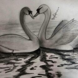Swan Drawing Artistic Sketching