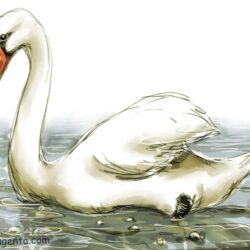 Swan Drawing Creative Style