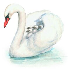 Swan Drawing Fine Art