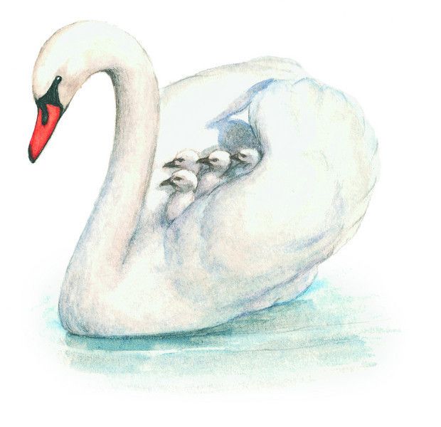Swan Drawing Fine Art