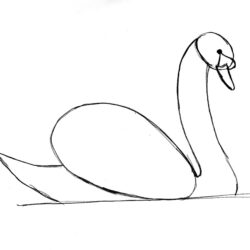 Swan Drawing Hand Drawn Sketch