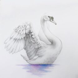 Swan Drawing Stunning Sketch