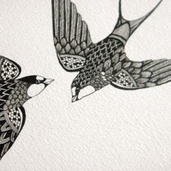 Swift Bird Drawing Beautiful Artwork