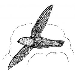 Swift Bird Drawing Creative Style