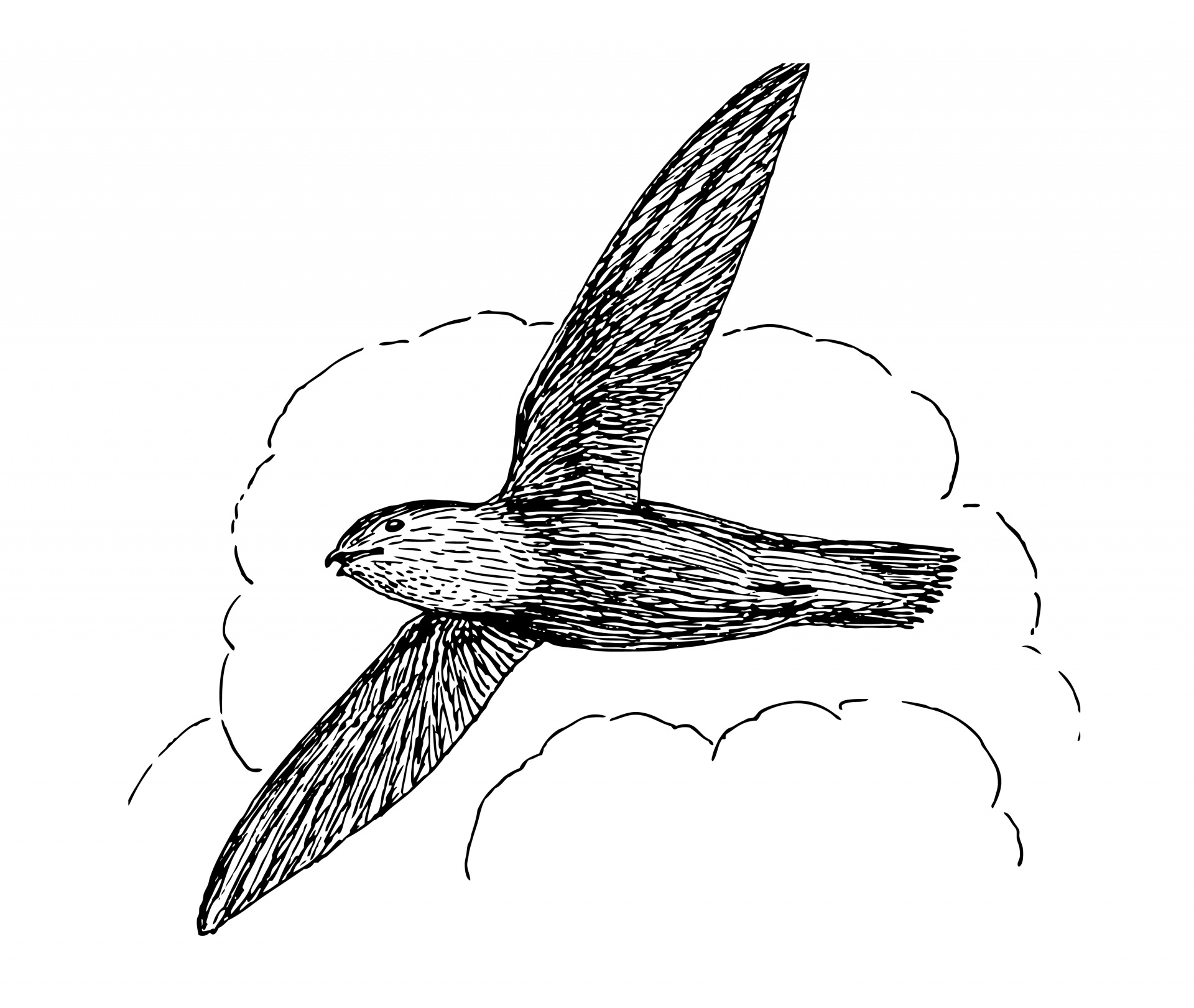 Swift Bird Drawing Creative Style