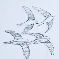 Swift Bird Drawing Hand drawn Sketch