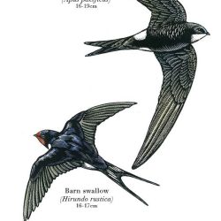 Swift Bird Drawing Picture