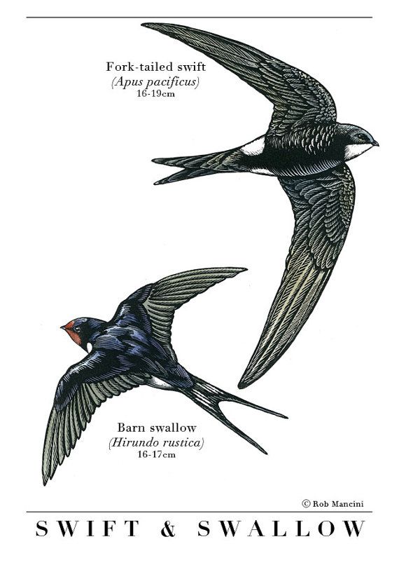 Swift Bird Drawing Picture