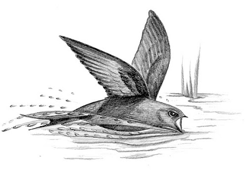 Swift Bird Drawing Realistic Sketch