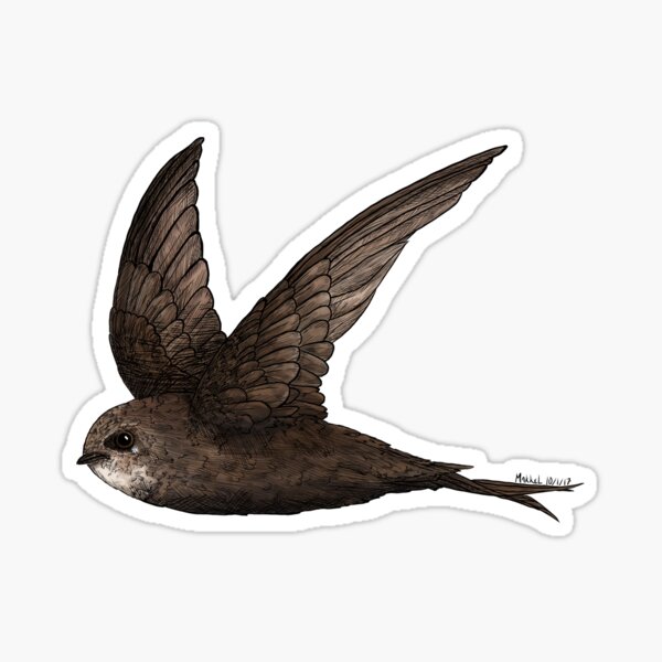 Swift Bird Drawing Sketch
