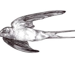 Swift Bird Drawing Stunning Sketch