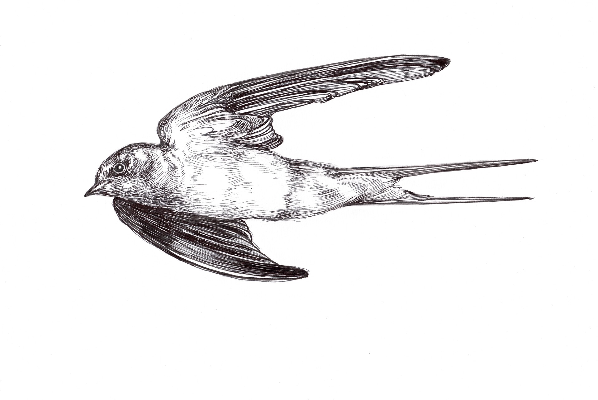 Swift Bird Drawing Stunning Sketch