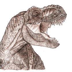 T Rex Drawing Hand Drawn