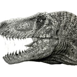 T Rex Drawing Image