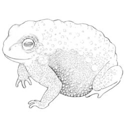 Toad Drawing