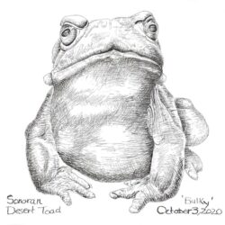 Toad Drawing Artistic Sketching