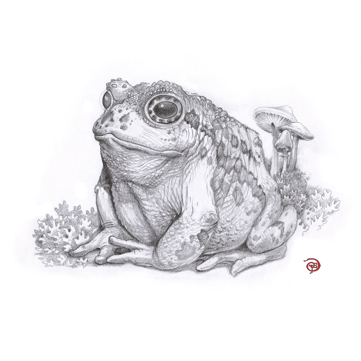 Toad Drawing Beautiful Artwork