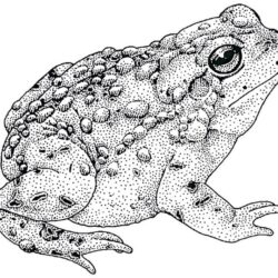 Toad Drawing Hand drawn Sketch