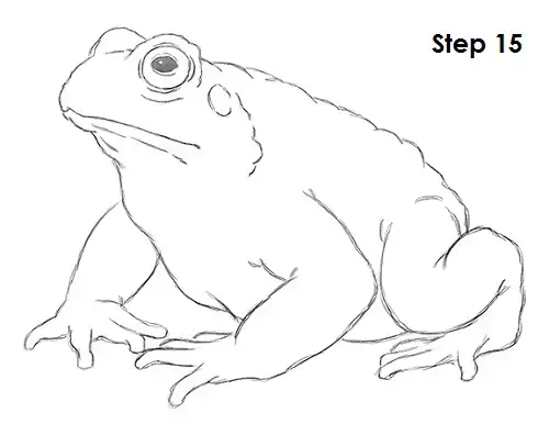 Toad Drawing Hand drawn