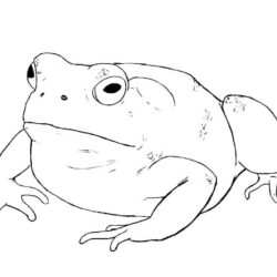 Toad Drawing Image