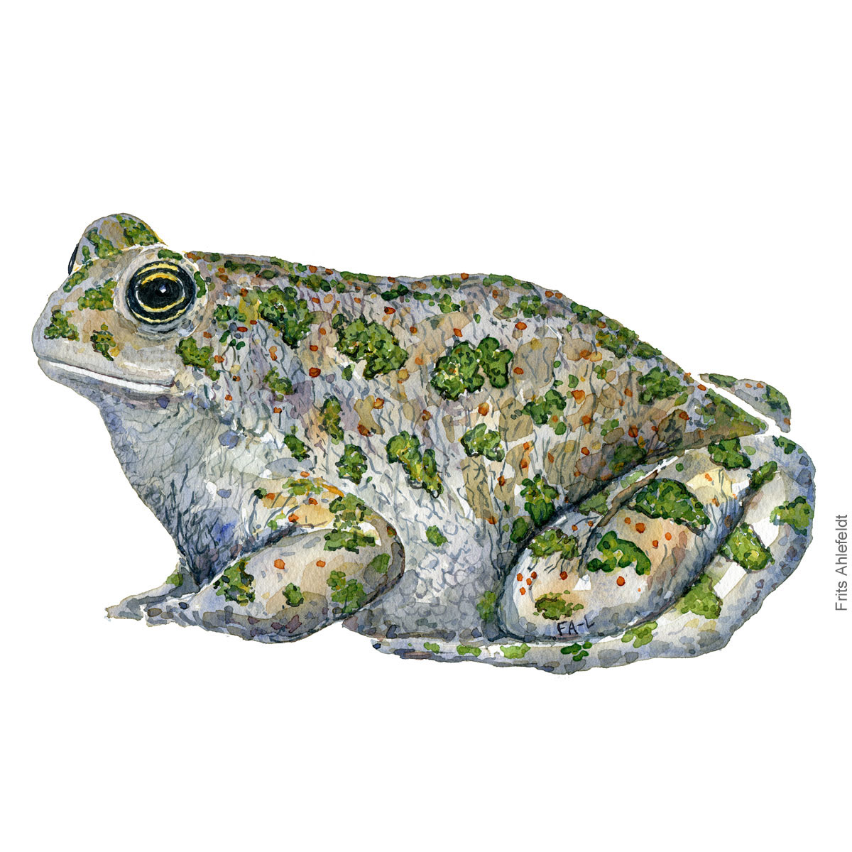 Toad Drawing Intricate Artwork
